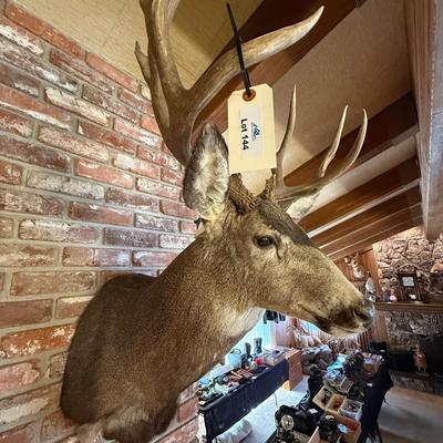Gray colored Deer mount as shown