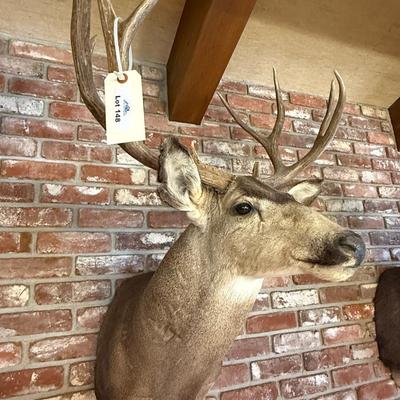 Very Nice Mule Deer Taxidermy Mount