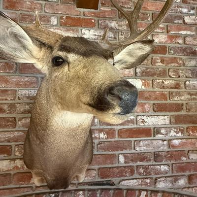 Very Nice Mule Deer Taxidermy Mount