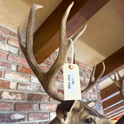 Very Nice Mule Deer Taxidermy Mount