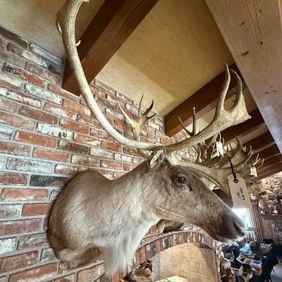 Large Caribou Taxidermy mount as shown