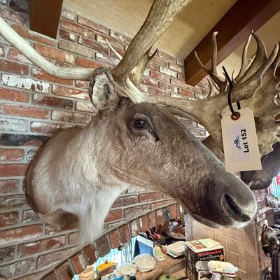 Large Caribou Taxidermy mount as shown