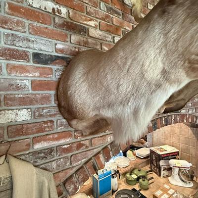 Large Caribou Taxidermy mount as shown