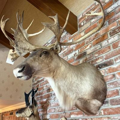 Large Caribou Taxidermy mount as shown