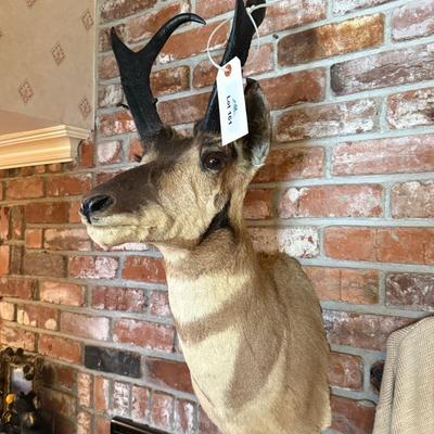 Pronghorn Antelope Taxidermy mount