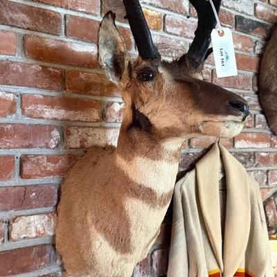 Pronghorn Antelope Taxidermy mount