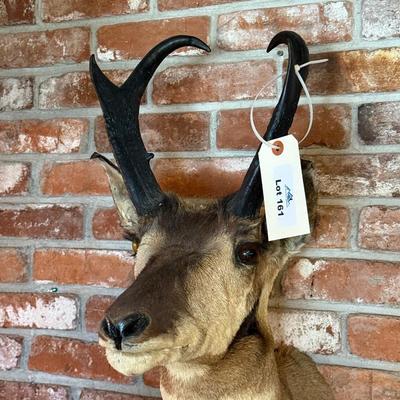 Pronghorn Antelope Taxidermy mount
