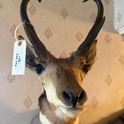 Pronghorn Antelope Taxidermy mount