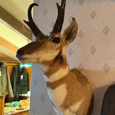 Pronghorn Antelope Taxidermy mount
