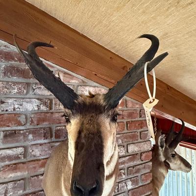 Pronghorn Antelope Taxidermy mount