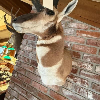 Pronghorn Antelope Taxidermy mount