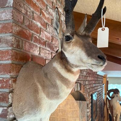 Pronghorn Antelope Taxidermy mount