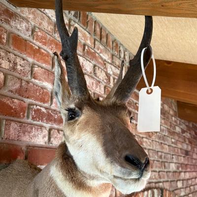 Pronghorn Antelope Taxidermy mount