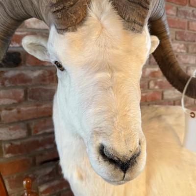 Dall Sheep standing taxidermy mount on stone like base