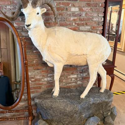 Dall Sheep standing taxidermy mount on stone like base