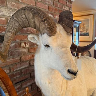 Dall Sheep standing taxidermy mount on stone like base