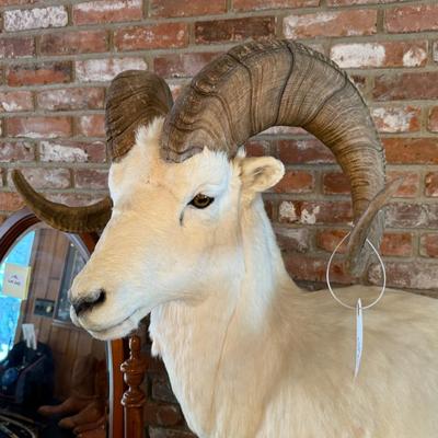 Dall Sheep standing taxidermy mount on stone like base