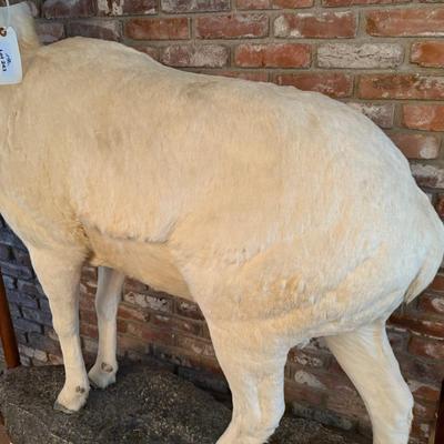 Dall Sheep standing taxidermy mount on stone like base