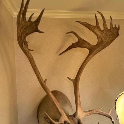 Caribou Taxidermy Wall Mount