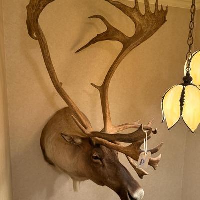 Caribou Taxidermy Wall Mount