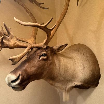 Caribou Taxidermy Wall Mount