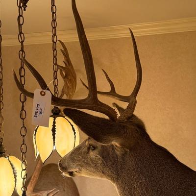 Mule Deer Taxidermy Wall Mount