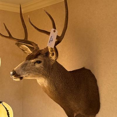 Mule Deer Taxidermy Wall Mount