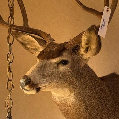 Mule Deer Taxidermy Wall Mount