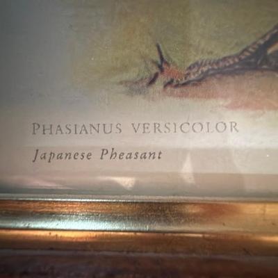 Framed Pheasant Print
