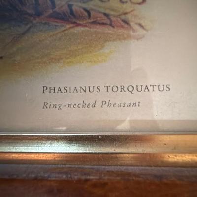 Framed Pheasant Print