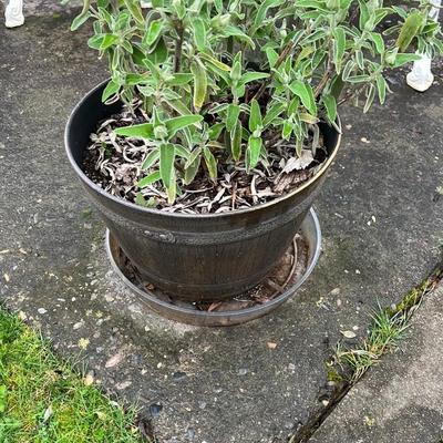 Potted Green Plant