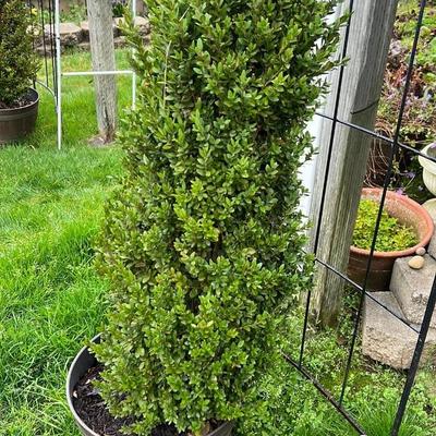 Potted Evergreen Shrub