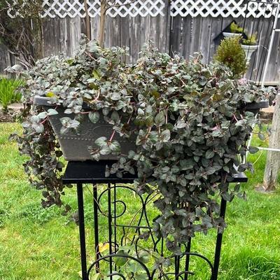 Decorative Potted Plant