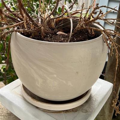 Ceramic Planter with Plant