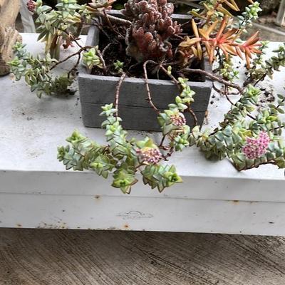 Succulent Planter with Assorted Plants
