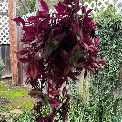 Hanging Purple Leaf Plant
