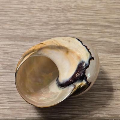 Fancy Shell Lot