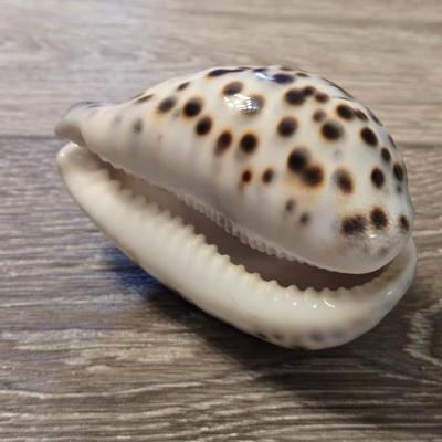 Fancy Shell Lot