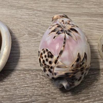 Fancy Shell Lot