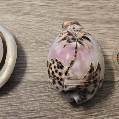 Fancy Shell Lot