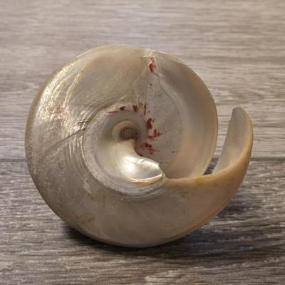 Fancy Shell Lot