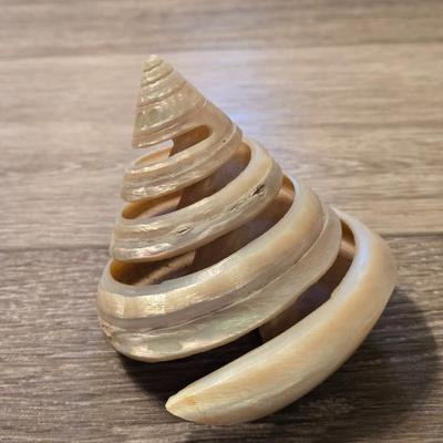 Fancy Shell Lot