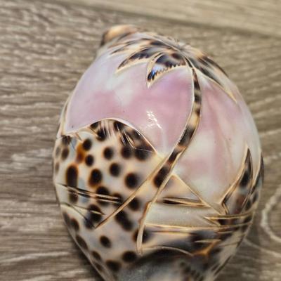 Fancy Shell Lot