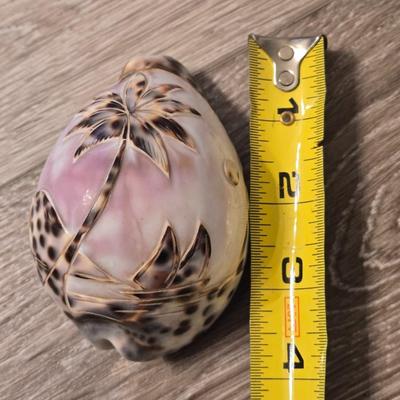 Fancy Shell Lot