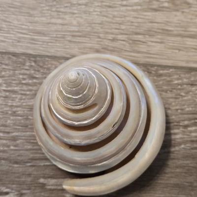 Fancy Shell Lot