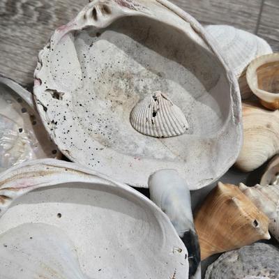 Glass Tray of Loose Shells