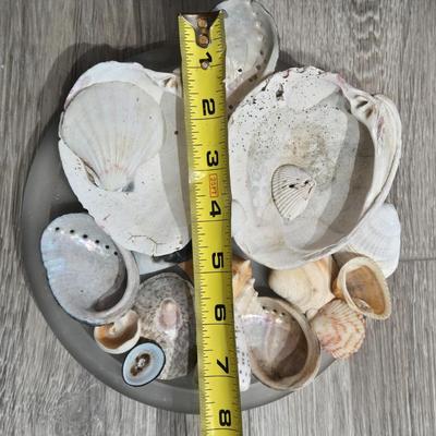 Glass Tray of Loose Shells
