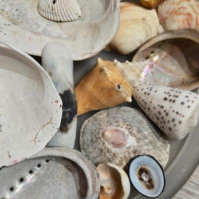 Glass Tray of Loose Shells