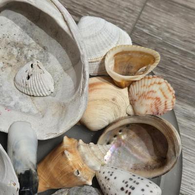 Glass Tray of Loose Shells