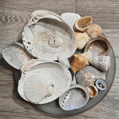 Glass Tray of Loose Shells